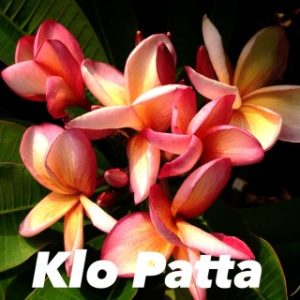 Plumeria Klo Patta