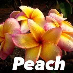 Plumeria Peach