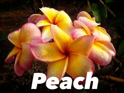 Plumeria Peach