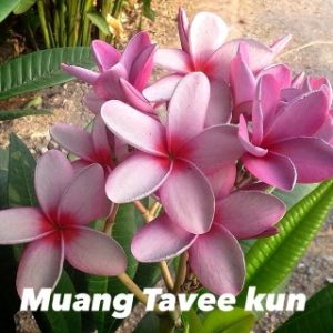 Plumeria Muang Tavee Kun