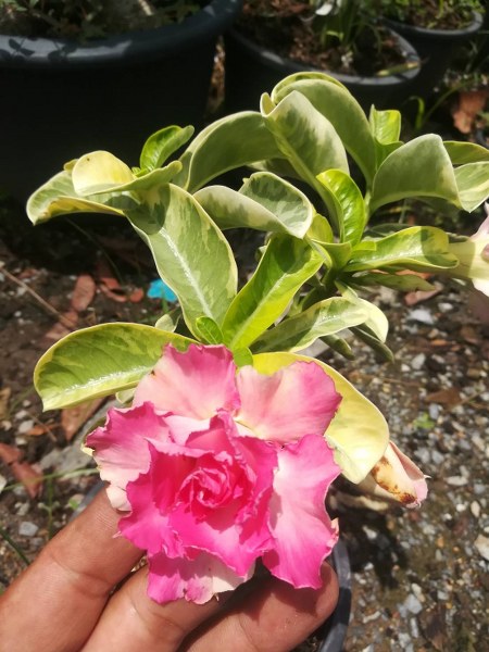 Adenium 7668
