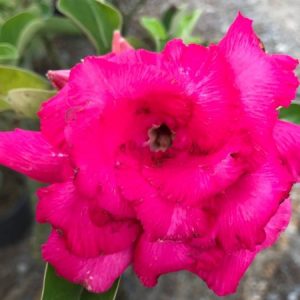 Adenium 7880