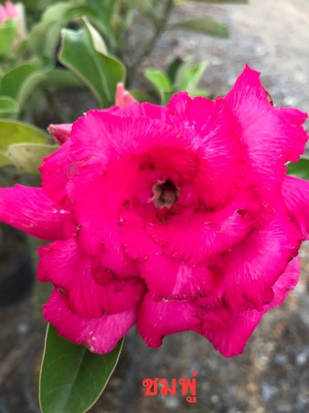 Adenium 7880