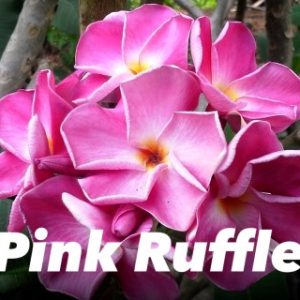 Plumeria Pink Ruffle