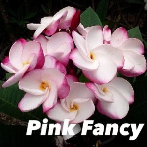 Plumeria Pink Fancy
