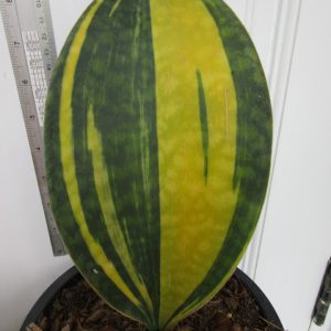 Sansevieria masoniana variegata