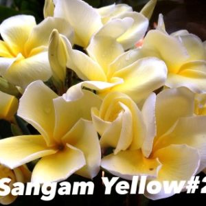 Plumeria Sangam Yellow #2
