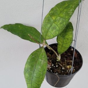 Hoya IML 1398 (large)