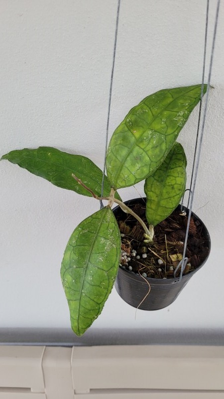 Hoya IML 1398 (large)