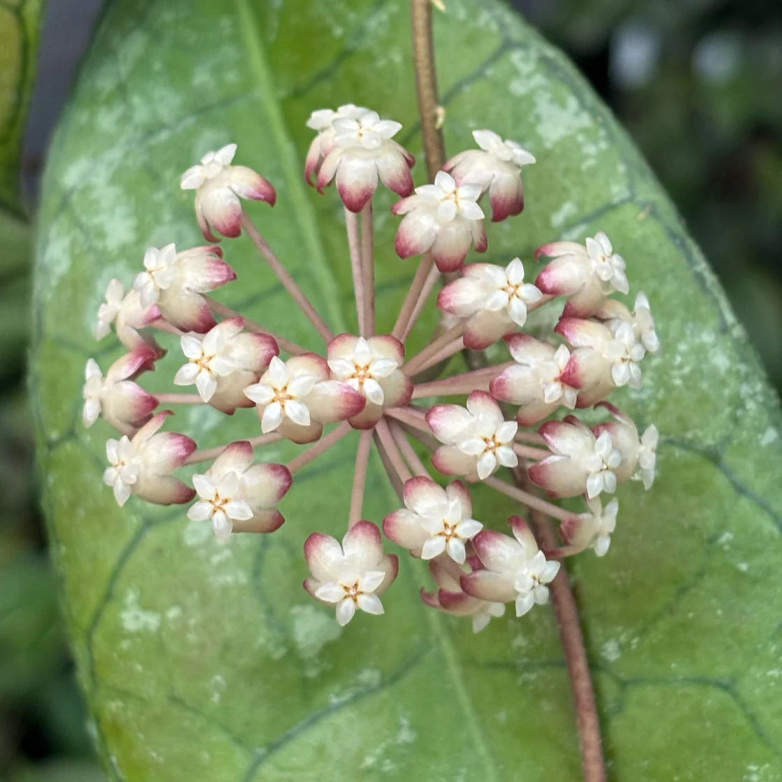 Hoya IML 1398 (large) - Image 2
