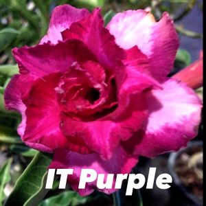 Adenium it purple