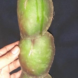 Hoya imbricata green leaf  ( rooted cutting )