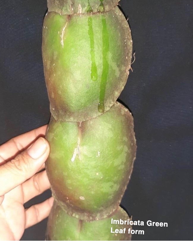 Hoya imbricata green leaf ( rooted cutting )