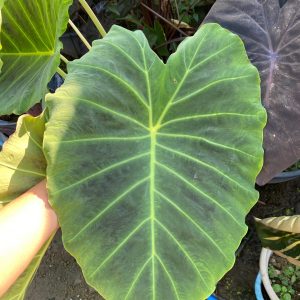 Colocasia imperial gigante