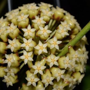 Hoya Incrassata Golden Ball ( rooted cutting )