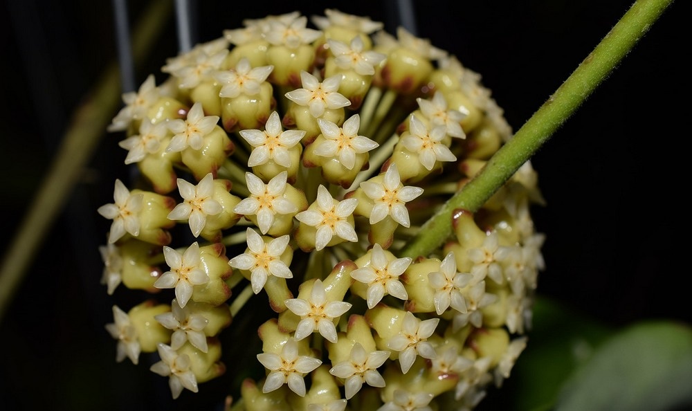Hoya Incrassata Golden Ball ( rooted cutting )