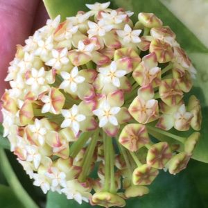 Hoya incrassata albomarginata ( rooted cutting )