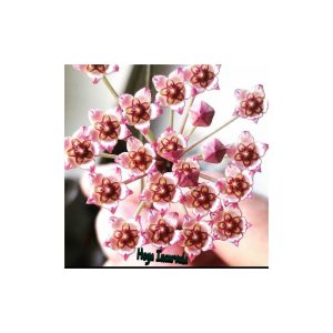 Hoya incurvula  ( rooted cutting )