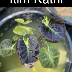 Colocasia itim kathi