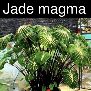 Colocasia jade magma