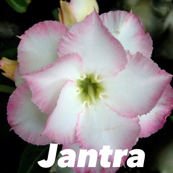 Adenium jantra