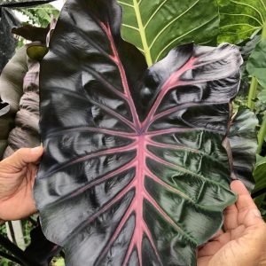 Colocasia jubilee