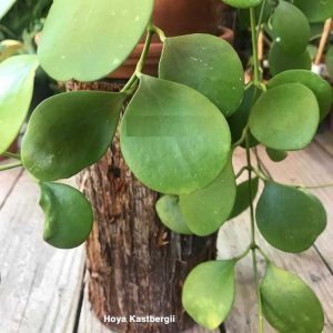 Hoya kastbergii  ( rooted cutting )