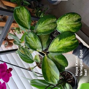 Hoya kerrii albomarginata spot leaf  ( rooted cutting )