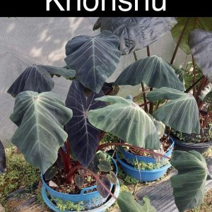 Colocasia khonshu