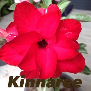 Adenium kinnaree