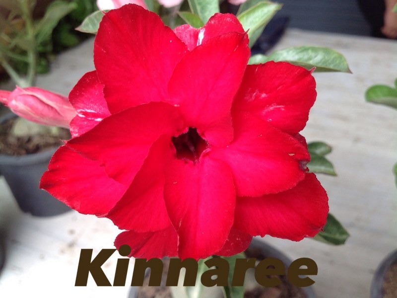 Adenium kinnaree