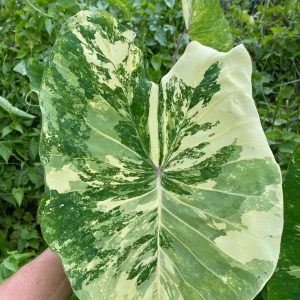 Colocasia kirimas