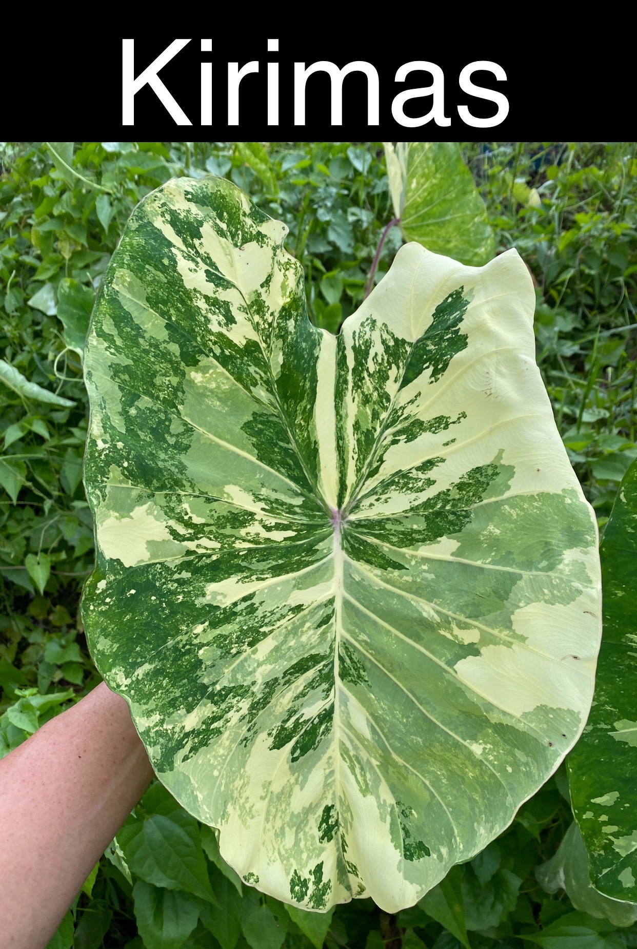 Colocasia kirimas