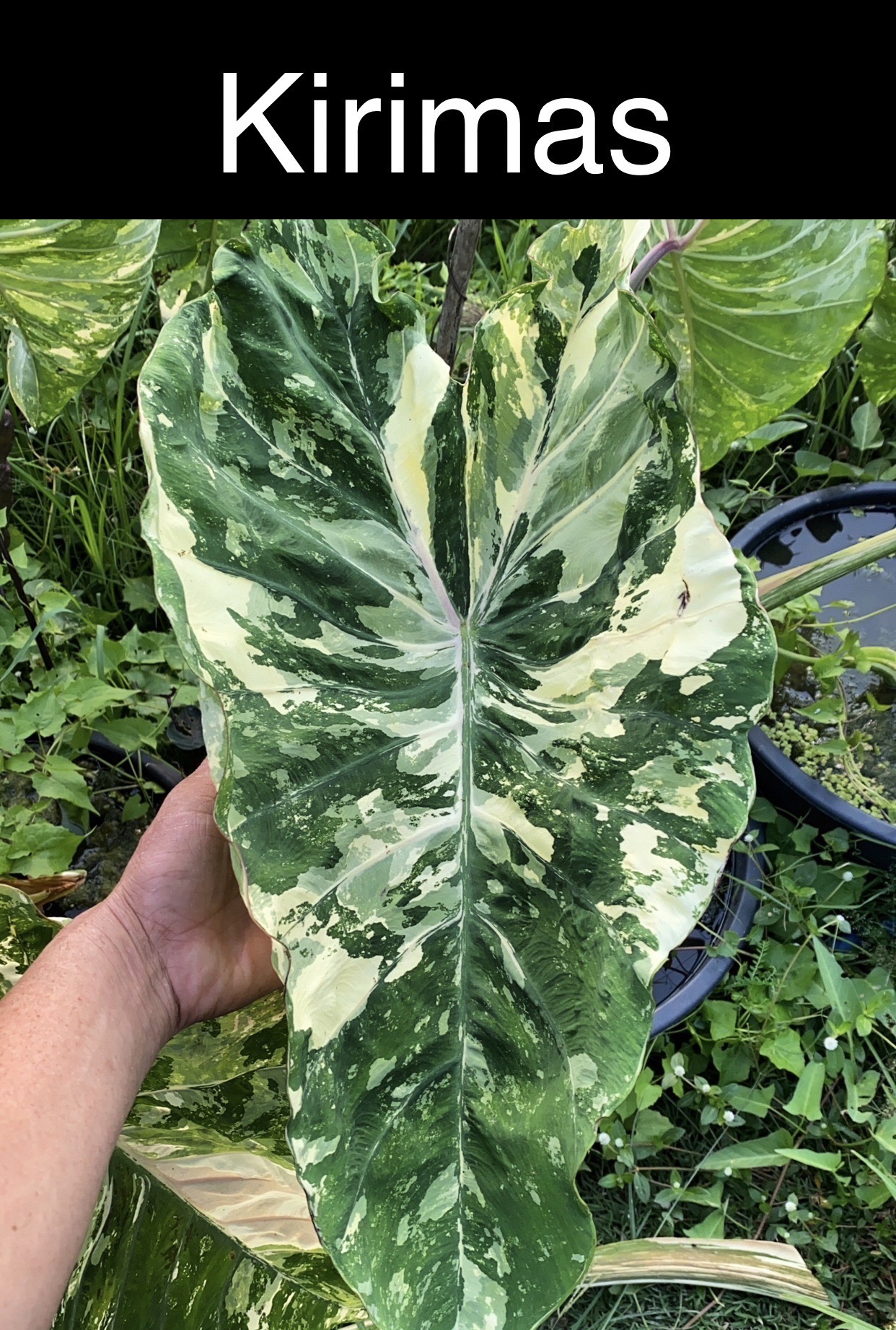 Colocasia kirimas - Image 4