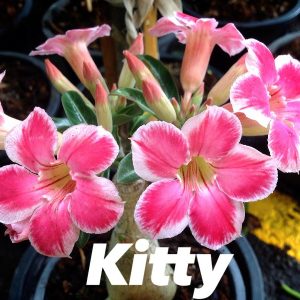Adenium kitty