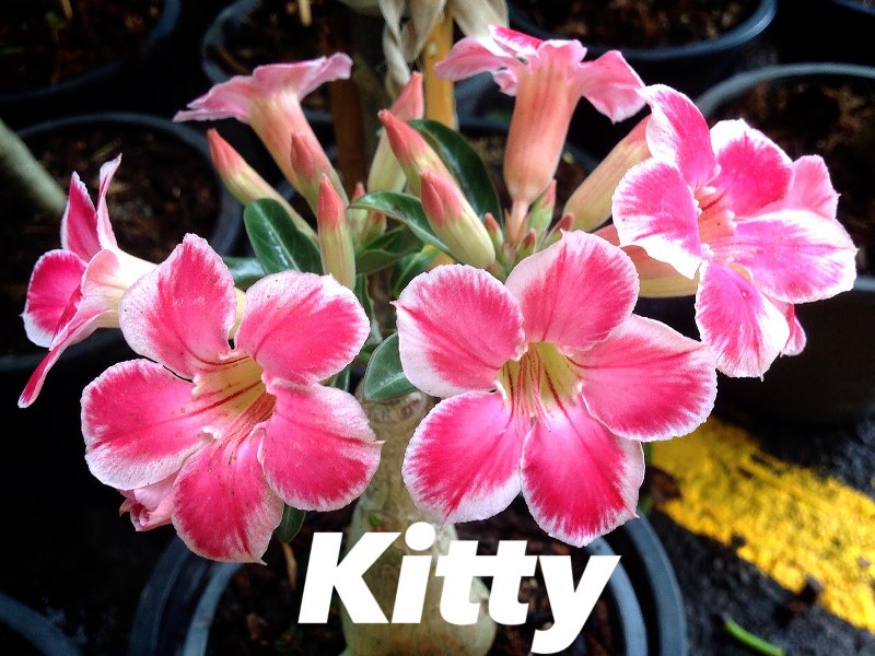 Adenium kitty