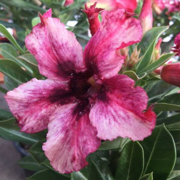 Adenium kunvadee