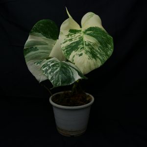 Monstera borsigiana albo (3 leaf)