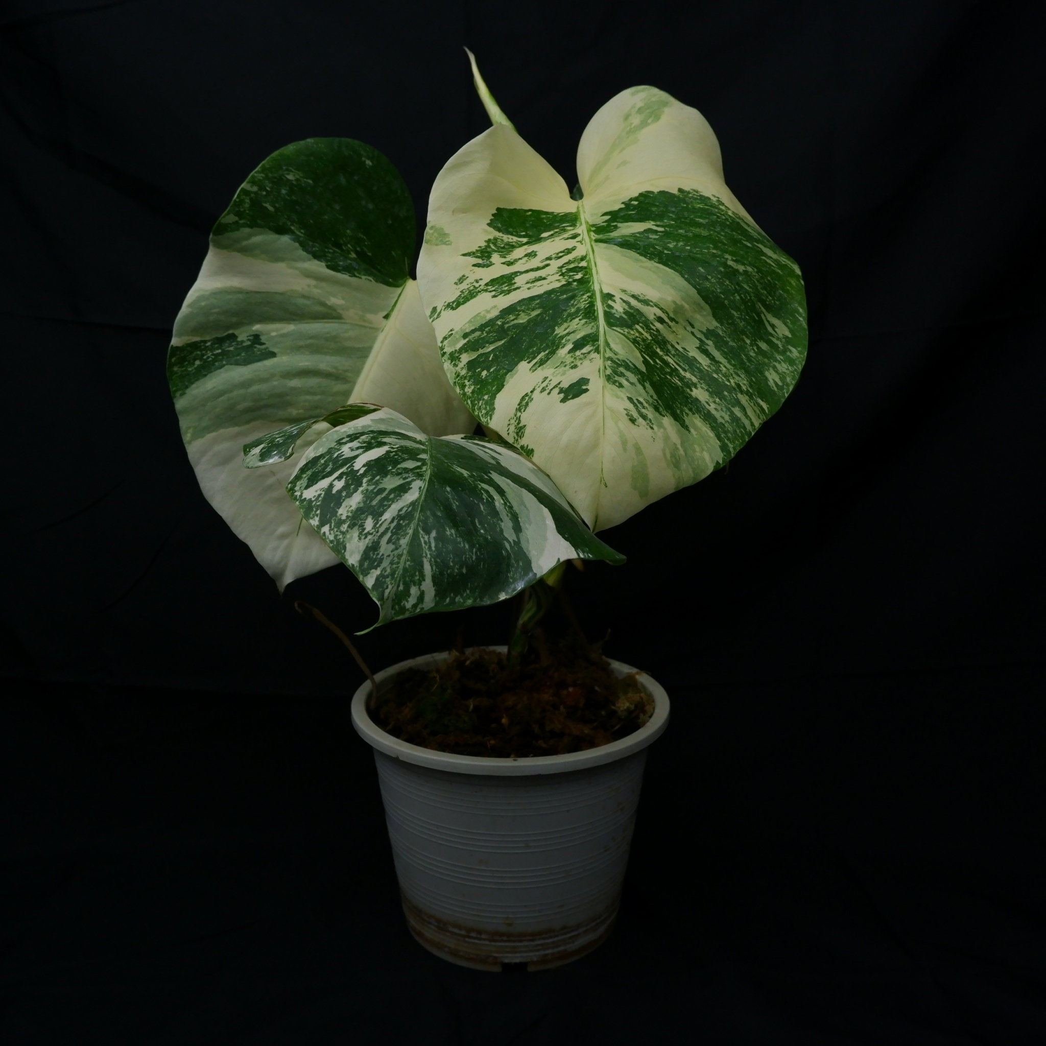 Monstera borsigiana albo (3 leaf)