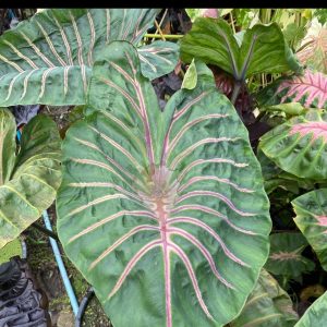 Colocasia lava lisa