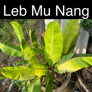 Musa leb mu nang