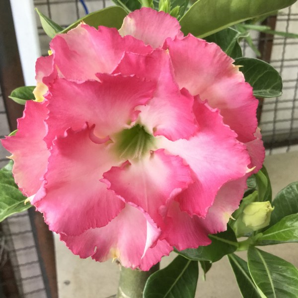 Adenium leera