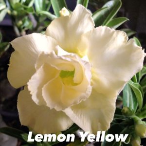Adenium lemon