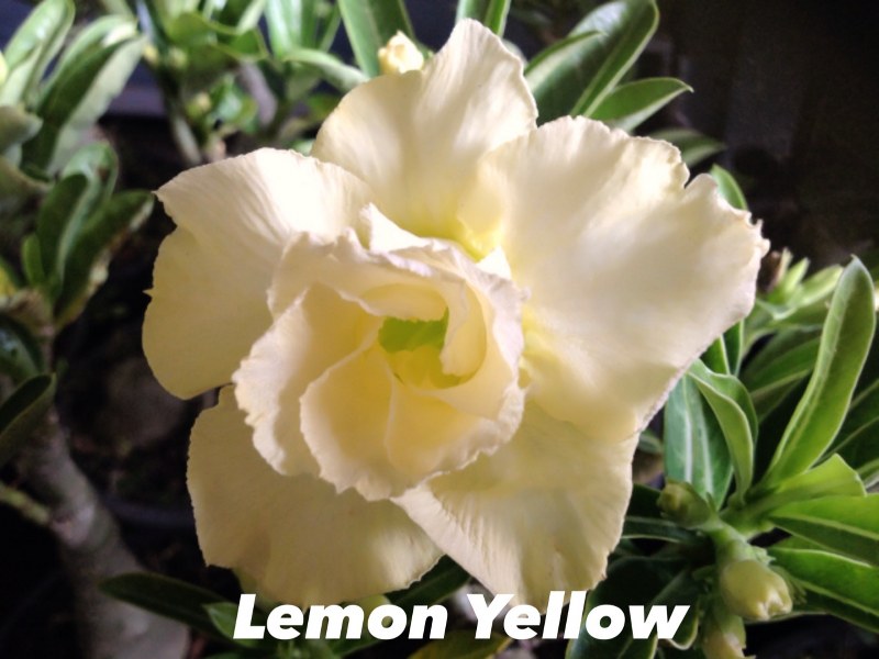 Adenium lemon