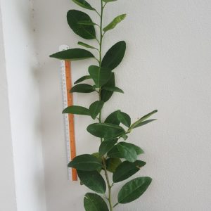 Citrus SUPER lime !