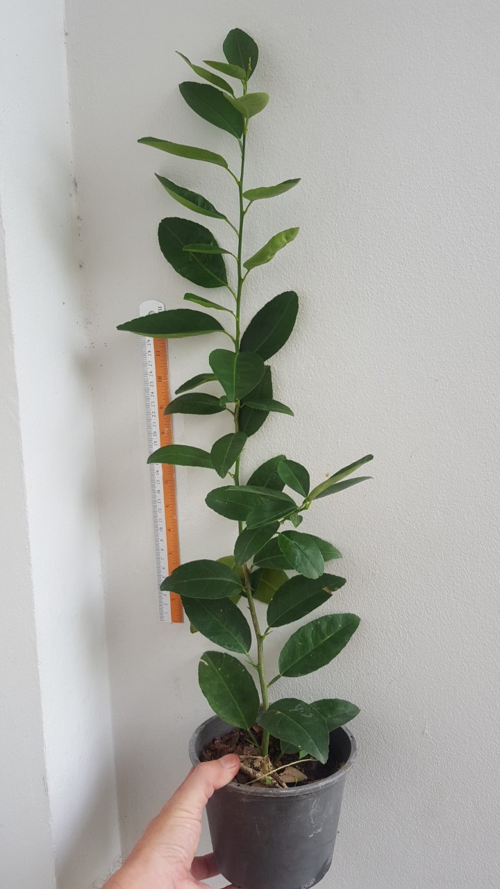 Citrus SUPER lime !