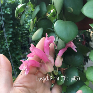 Aeschynanthus radicans PINK !! Lipstick Plant