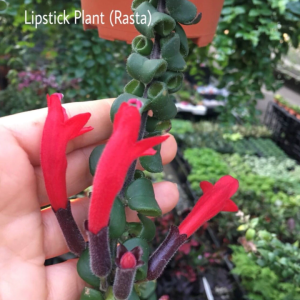Aeschynanthus Thai rasta , RED !! Lipstick Plant