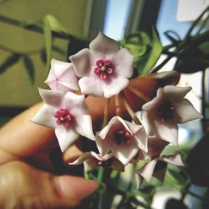 Hoya lithyhoptica (sp umpang)  ( rooted cutting )
