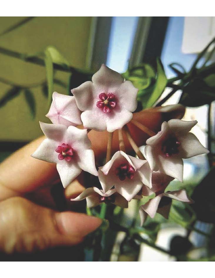 Hoya lithyhoptica (sp umpang) ( rooted cutting )